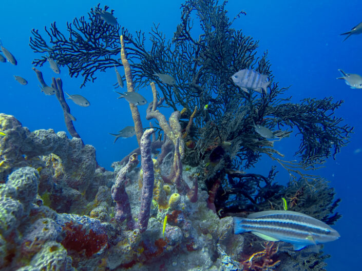 Barbados Diving with Hightide Watersports