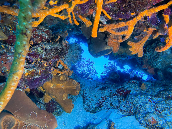 Cozumel with Starfish Diving