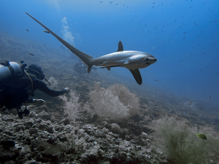 Malapascua Diving with Devocean Divers
